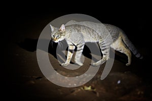 African wildcat, Felis silvestris lybica, tomcat searching for prey