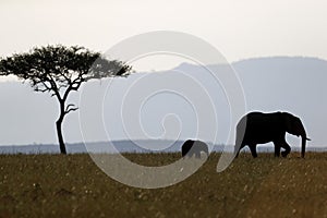 African wilde life. Masai Mara