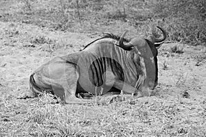 African wildebeest