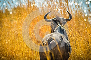 African wildebeest gnu