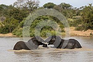 African wildelife safari