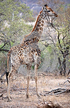 African wildelife safari