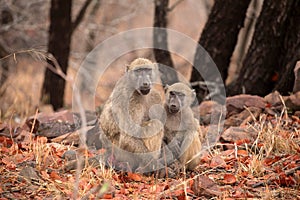 African wildelife safari