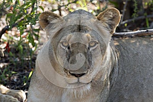 African wildelife safari