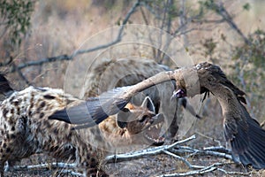 African wildelife safari