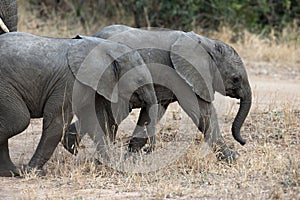 African wildelife safari