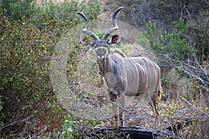 African wildelife safari