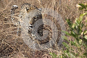 African wildelife safari