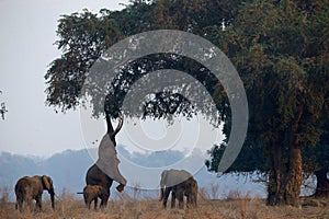 African wildelife safari