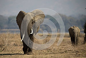 African wildelife safari