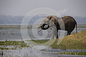 African wildelife safari