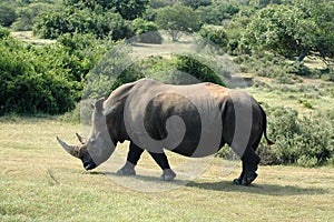 African Wildlife