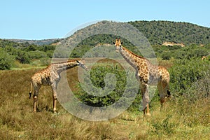 African wildlife