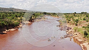 African Wildlife Aerial Shot of a Group of Hippos on the Masai Mara River Banks, Drone View of Beaut