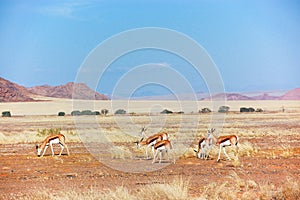 African wildlife, antilopes photo