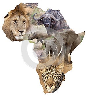 African wildlife background