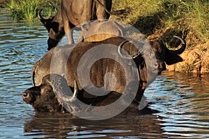 African Wildlife - Buffalo herd - The Kruger National Park