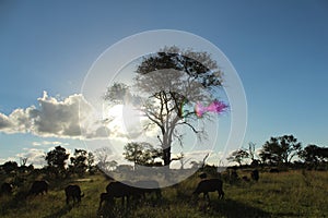 African Wildlife - Buffalo - The Kruger National Park