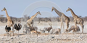 Busy Watering Hole