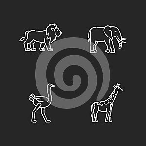 African wildlife chalk white icons set on black background