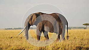 African Wildlife, Elephant in Maasai Mara, Africa, Kenya Safari Animals of Large Male with Big Tusks