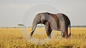 African Wildlife, Elephant in Maasai Mara, Africa, Kenya Safari Animals of Large Male with Big Tusks