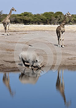 African wildlife - Etosha - Namibia