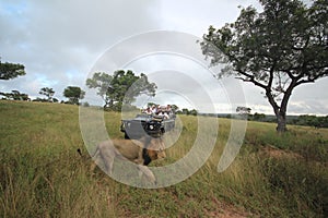 African Wildlife - Game drive - The Kruger National Park