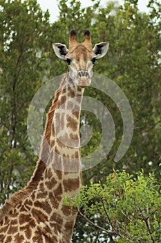 African Wildlife - giraffe - The Kruger National Park