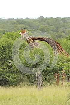 African Wildlife - giraffe - The Kruger National Park