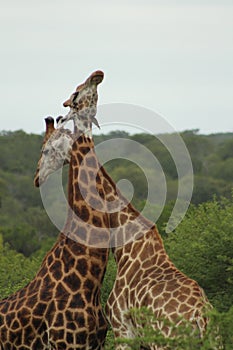 African Wildlife - giraffe - The Kruger National Park