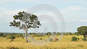 African Wildlife giraffe in Maasai Mara National Reserve walking across the lush wide open plains in