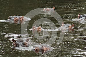 African Wildlife - Hippopotamus - The Kruger National Park
