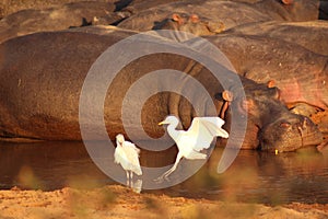 African Wildlife - Hippopotamus - The Kruger National Park