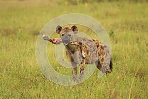 African Wildlife - Hyena - The Kruger National Park