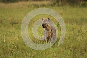 African Wildlife - Hyena - The Kruger National Park