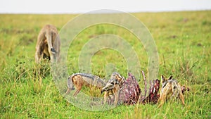 African Wildlife Jackals pouncing on a kill, feeding in Maasai Mara National Reserve, Kenya, Africa