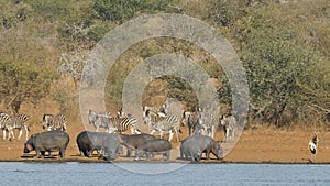 African wildlife - Kruger National Park