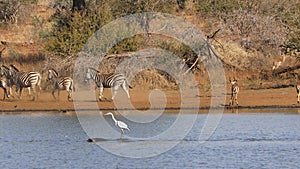 African wildlife - Kruger National Park