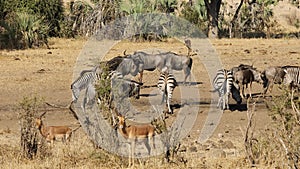 African wildlife - Kruger National Park