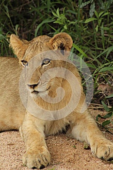 African Wildlife - Lion cub - The Kruger National Park