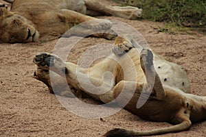 African Wildlife - Lion cub - The Kruger National Park