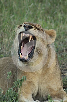 African Wildlife - Lion - The Kruger National Park