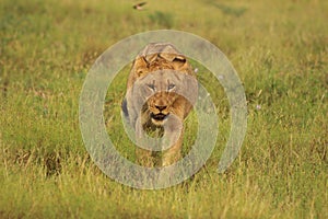 African Wildlife - Lion - The Kruger National Park