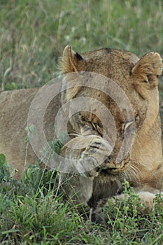 African Wildlife - Lion - The Kruger National Park