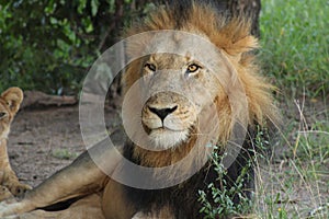 African Wildlife - Lion - The Kruger National Park