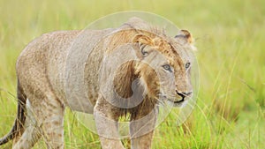 African Wildlife in Maasai Mara, Young male lion prowling walking through the green lush plains of K