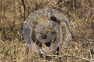 African Wildlife - Monkey - The Kruger National Park