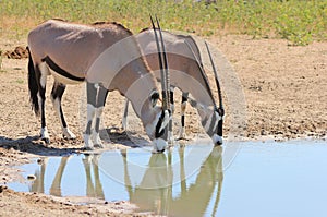 African Wildlife - Oryx - Bull and Cow union