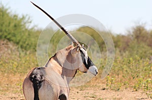 African Wildlife - Oryx Observation Post